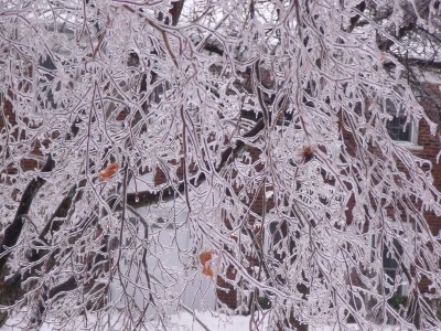 ice_maple