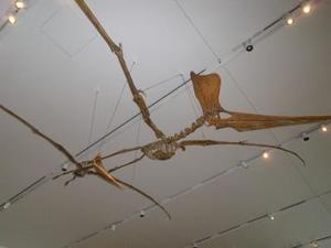 Royal Ontario Museum ROM