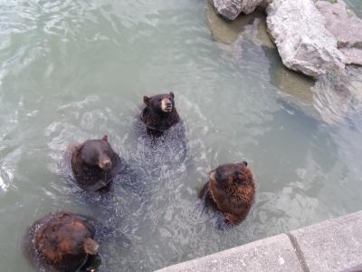 Bears at Marineland